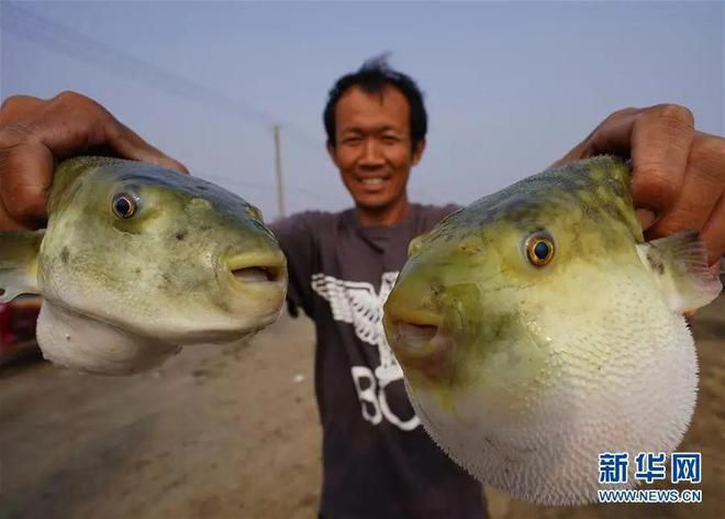 观赏河豚鱼怎么养（观赏河豚鱼的养殖技术） 可丽爱鱼缸 第3张