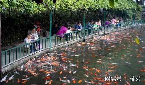 户外观赏鱼池的做法（户外观赏鱼池的建造需要考虑多个因素和注意事项和注意事项）