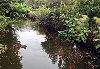 户外观赏鱼池的做法（户外观赏鱼池的建造需要考虑多个因素和注意事项和注意事项）