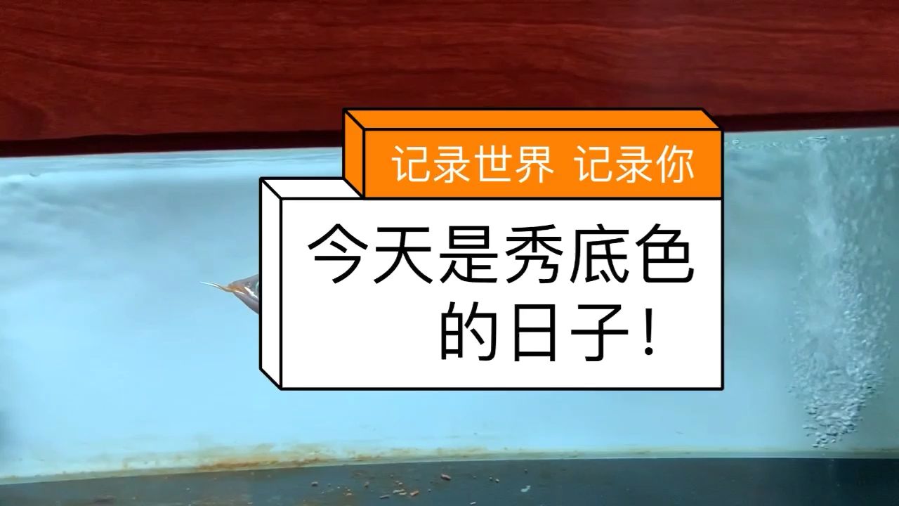 这底色养不红都难！（22公分的万隆天王烈焰，纯天然发色，小小年龄底色深成这样） 观赏鱼论坛