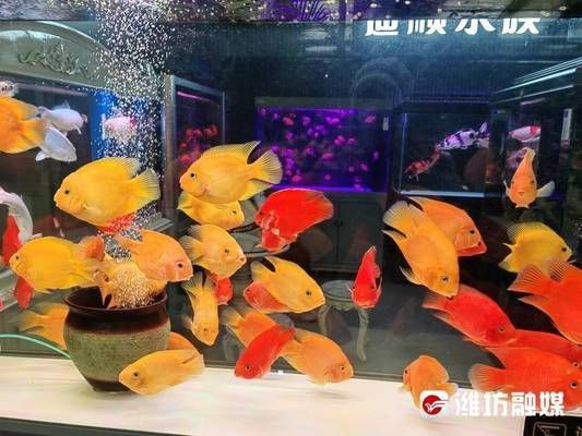 花草观赏鱼的寓意及象征（中国传统风水鱼文化中国传统风水鱼的寓意及其寓意） 文玩 第3张