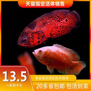 淡水观赏鱼寿命排行（淡水观赏鱼寿命排行榜） 水族维护服务（上门） 第1张