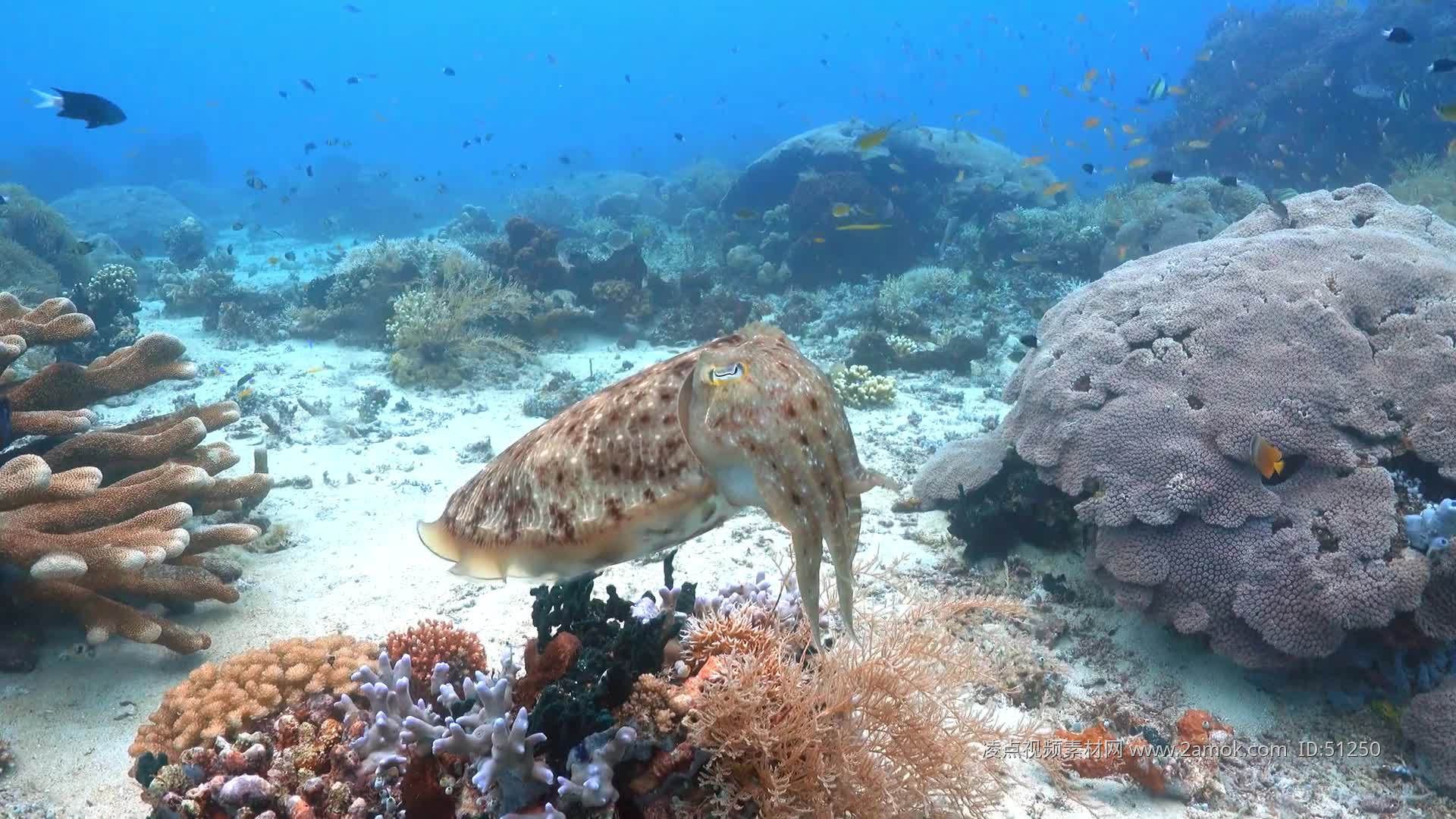 海底世界视频高清鱼类视频超长（海底世界是一个充满神秘和美丽的地方特别是其中的鱼类）