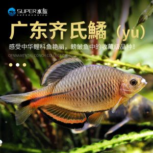 高档观赏鱼专用SUPER（全球观赏鱼种类大盘点） 水族周边 第1张