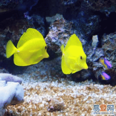 观赏鱼海鱼（海水观赏鱼海水观赏鱼的饲养技巧饲养技巧饲养技巧）