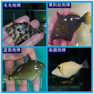 观赏鱼海鱼（海水观赏鱼海水观赏鱼的饲养技巧饲养技巧饲养技巧） 赤荔凤冠鱼 第4张