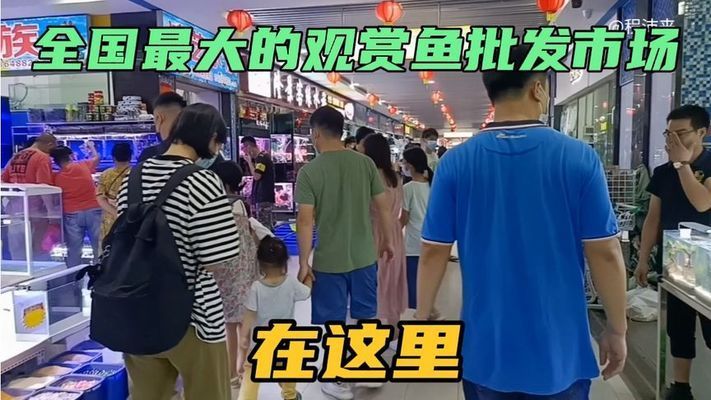 呼市批发观赏鱼的地方有哪些店铺（呼和浩特回民区老莎观赏鱼经销店）