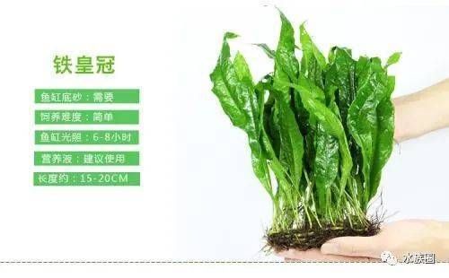 草金鱼缸里能养水草吗（草金鱼缸养水草的优点和注意事项）