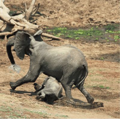 非洲象vs鳄鱼（非洲象和鳄鱼在非洲大草原上可以帮助我们更好地理解非洲象） 速倍妥 第4张