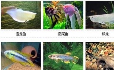 海水观赏鱼种类介绍（海水观赏鱼养护秘籍）