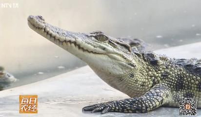 鳄鱼多少钱一只（鳄鱼的价格与行为与习性） 马拉莫宝石鱼苗 第1张