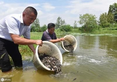 放鱼苗（放养鱼苗的注意事项） 祥龙金禾金龙鱼 第1张