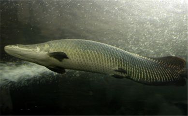 海象鱼的资料（海象鱼是一种大型淡水鱼是一种生活在北极海域的大型哺乳动物） 球鲨鱼 第2张