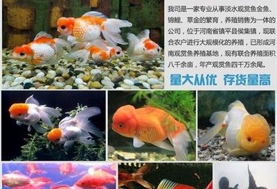 观赏鱼卖不出去（观赏鱼产业的发展趋势） 帝王三间鱼 第4张