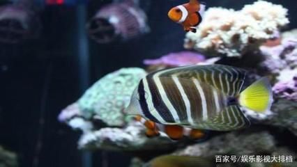 海水观赏鱼水温（水族箱温度控制系统的设计）