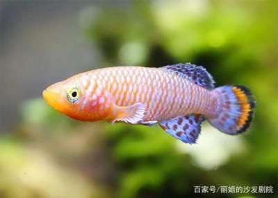 海水观赏鱼水温（水族箱温度控制系统的设计） 柠檬鲫 第3张