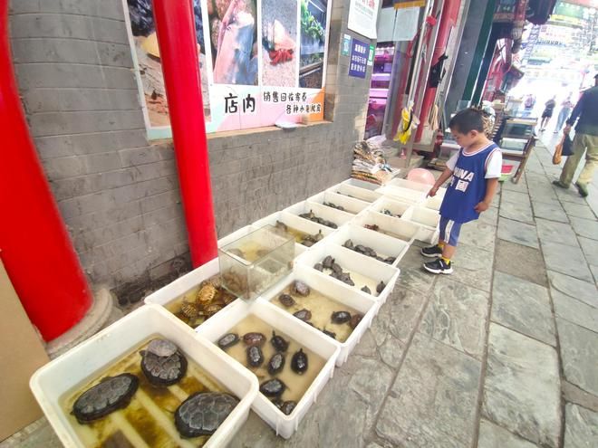 观赏鱼去哪买（观赏鱼养殖技术入门） 鱼缸风水 第3张