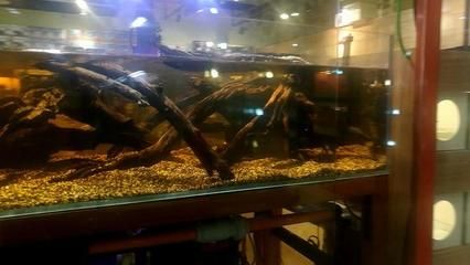 淮阳批发观赏鱼的地方（淮阳县南关青源水族馆） 福满钻鱼 第2张