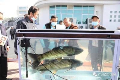 广州观赏鱼养殖基地有哪些地方（广州白云山金丝鱼的生态保护） 大嘴鲸鱼 第4张