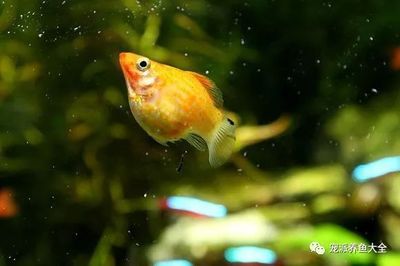 广州观赏鱼批发价格多少钱（广州花地湾观赏鱼市场） 祥龙水族医院 第4张