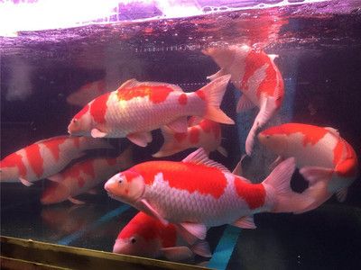 观赏鱼水族馆怎么样养鱼（关于水族馆养鱼的一些关键信息） 粗线银版鱼 第1张