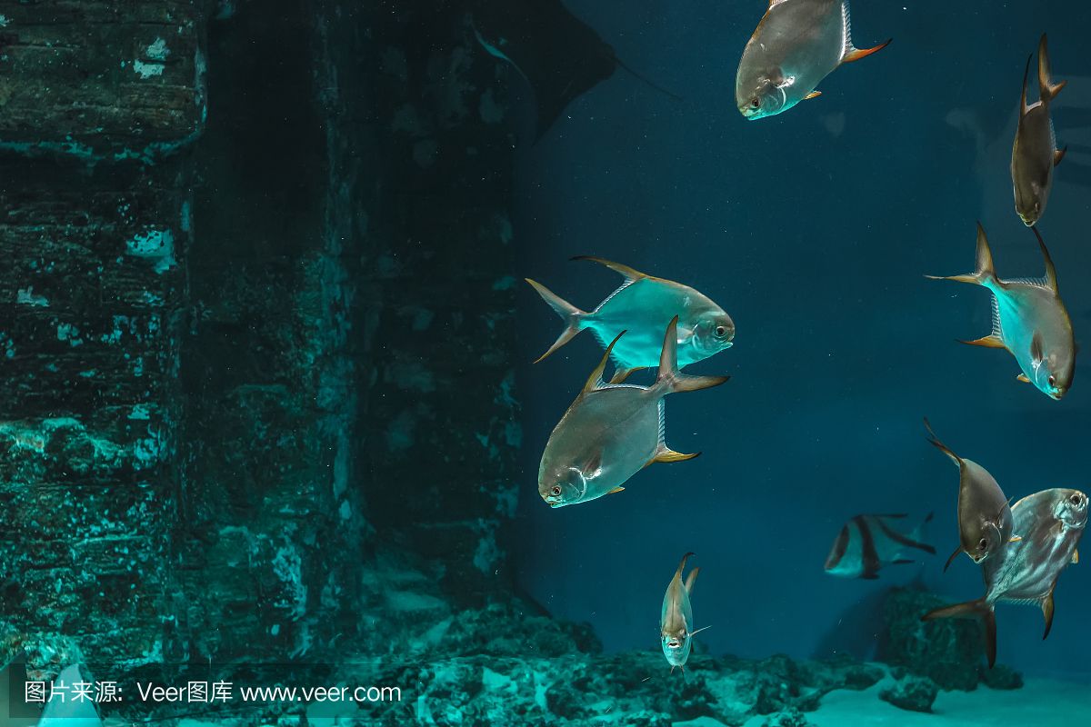 观赏鱼水族馆怎么样养鱼（关于水族馆养鱼的一些关键信息） 粗线银版鱼 第4张