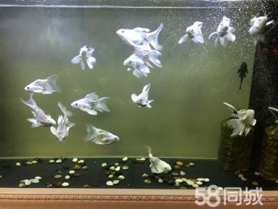 蝴蝶鲤鱼巢什么材料（蝴蝶鲤繁殖的关键步骤和所需工具，蝴蝶鲤繁殖关键步骤） 苏虎苗（苏门答腊虎鱼苗） 第2张