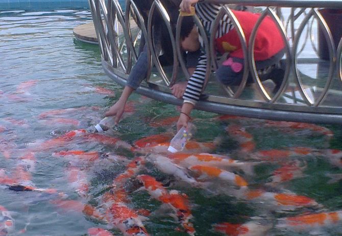 海南海水观赏鱼养殖场（海南海水观赏鱼养殖场是一个集中的观赏鱼养殖场的竞争格局）