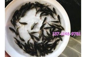 花鲢鱼苗价格（花鲢鱼苗的价格） 招财战船鱼 第1张