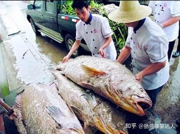 赤嘴鱼（赤嘴鳘鱼是什么？） 玫瑰银版鱼 第3张