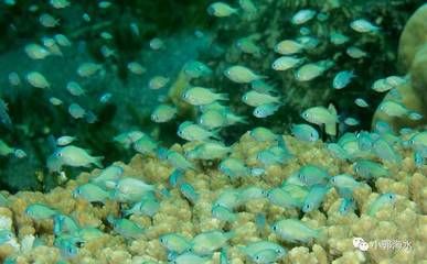 海南海水观赏鱼繁殖方法视频（关于海水观赏鱼繁殖方法的问题） 老鱼匠 第4张