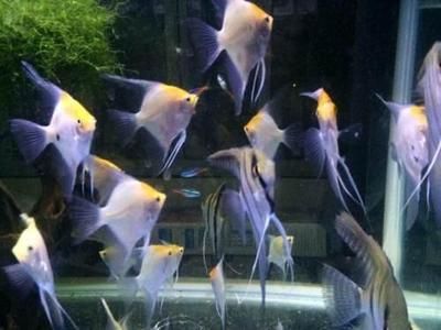 广州观赏鱼店排名榜（广州水族文化探秘广州水族文化探秘广州水族文化探秘） 女王大帆鱼苗 第4张