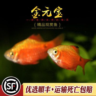 关于观赏鱼的淘宝好评怎么写（如何撰写有创意的淘宝好评） 充氧泵 第4张