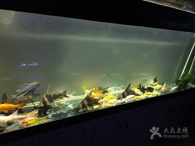 广州水族维护（亚克力鱼缸的保养秘籍） 细线银版鱼 第1张