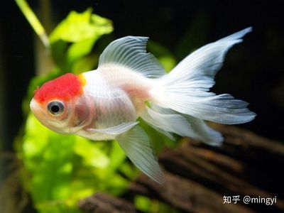 广州水族维护（亚克力鱼缸的保养秘籍） 细线银版鱼 第4张