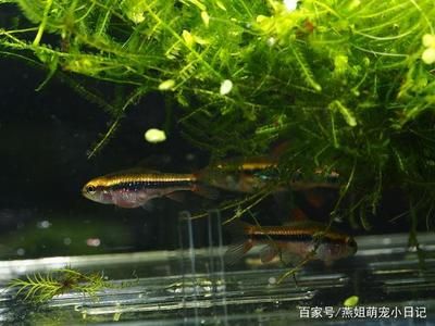 观赏鱼特别活跃的原因（观赏鱼的基因演化） 祥龙水族护理水 第4张