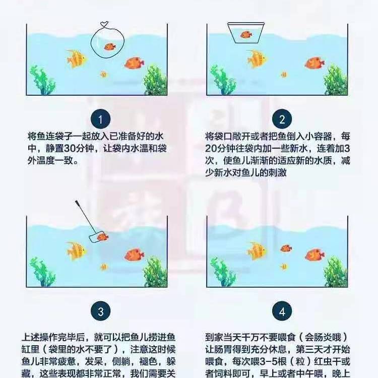 纯白色观赏鱼品种有哪些（探讨纯白色观赏鱼的品种时）