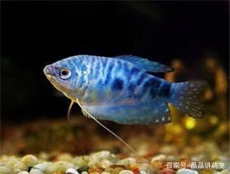 观赏鱼蓝星（关于蓝星鱼的知识） 锦鲤池鱼池建设 第1张