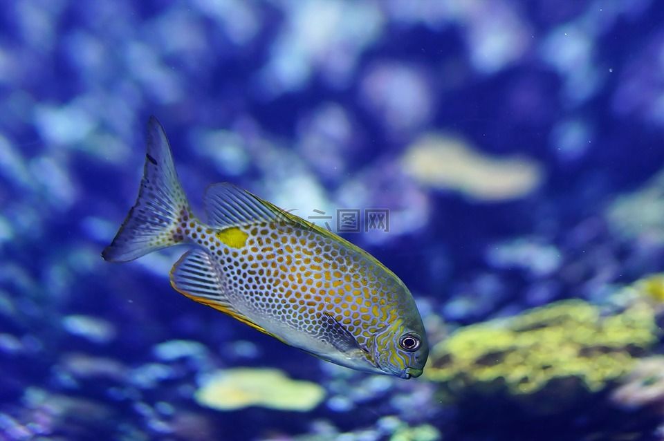 观赏鱼水族馆设计图案（466个高质量观赏鱼水族馆设计图案的设计图案）