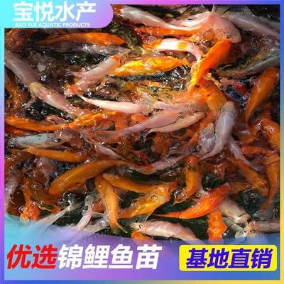 海南淡水观赏鱼有哪些品种的（海南常见的淡水观赏鱼品种）