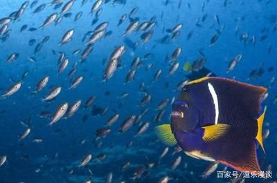 观赏鱼海鱼怎么养殖（海水观赏鱼的养殖技术） 观赏龟/鳖饲料 第3张