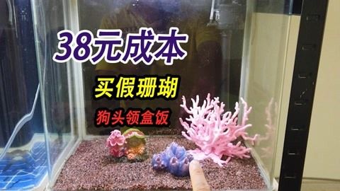 海水缸白点怎么处理（如何处理海水缸白点病） 非洲象鼻鱼 第1张