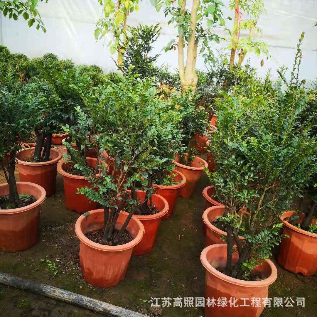 花卉绿植盆景批发基地（花卉盆景批发市场） 观赏鱼饲料 第1张