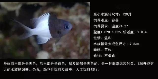 海水观赏鱼品种图鉴（海水观赏鱼品种及其特点：海水观赏鱼品种及其特点） 小型观赏鱼 第4张