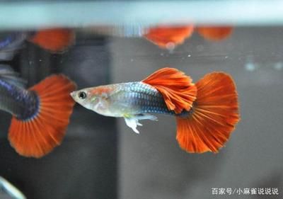 红色观赏鱼怎么养护（红色观赏鱼的养护） 水族问答 第2张