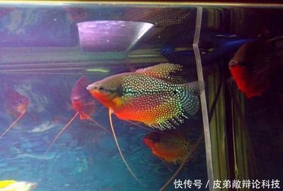 观赏鱼灯鱼（观赏鱼灯鱼价格） 黄金斑马鱼 第1张