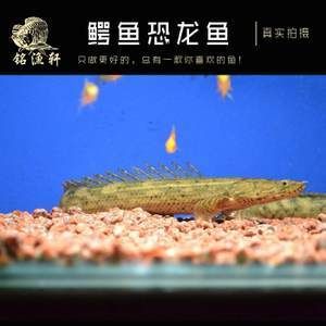 鳄鱼恐龙王鱼（关于鳄鱼恐龙王鱼的一些信息） 福虎/异型虎鱼/纯色虎鱼 第4张