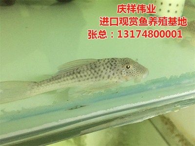 海水观赏鱼养殖基地（海水观赏鱼养殖基地是一个具有发展前景和经济效益的领域） 李亚四龙鱼 第4张