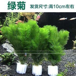 观赏鱼植物怎么养（关于观赏鱼植物怎么养的问题） 水温计 第4张