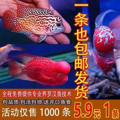 海南淡水观赏鱼有哪些品牌好（海南淡水观赏鱼与热带鱼的区别） 粗线银版鱼 第1张